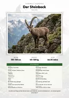 Vorschau - Arbeitsblätter - Steinbock Steckbrief – Lesetext, Lückentext & Arbeitsblatt | Sachunterricht Grundschule - Deckblatt