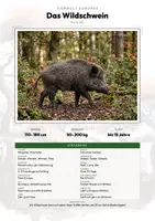 Vorschau - Arbeitsblätter - Wildschwein Steckbrief – Lesetext, Lückentext & Arbeitsblatt | Sachunterricht Grundschule - Deckblatt