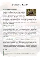 Vorschau - Arbeitsblätter - Wildschwein Steckbrief – Lesetext, Lückentext & Arbeitsblatt | Sachunterricht Grundschule - Seite 1