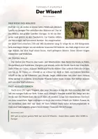 Vorschau - Arbeitsblätter - Wisent Steckbrief – Lesetext, Lückentext & Arbeitsblatt | Sachunterricht Grundschule - Seite 1