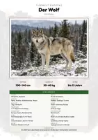 Vorschau - Arbeitsblätter - Wolf Steckbrief – Lesetext, Lückentext & Arbeitsblatt | Sachunterricht Grundschule - Deckblatt