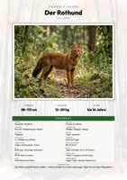 Vorschau - Arbeitsblätter - Dhole Steckbrief – Asiatischer Wildhund Lesetext, Lückentext | Sachunterricht - Deckblatt