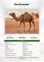 Vorschau - Arbeitsblätter - Tiere Mongolei – 11 Steckbriefe – Sachunterricht Grundschule – Materialpaket - Seite 1