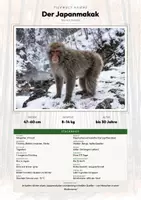 Vorschau - Arbeitsblätter - Japanmakak Steckbrief – Schneeaffe Lesetext, Lückentext | Sachunterricht - Deckblatt