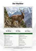 Vorschau - Arbeitsblätter - Markhor Steckbrief – Tiere Asiens | Sachunterricht Grundschule Arbeitsblatt - Deckblatt