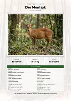 Vorschau - Arbeitsblätter - Tiere Japan – 6 Steckbriefe – Sachunterricht Grundschule – Materialpaket - Deckblatt