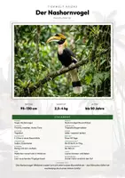 Vorschau - Arbeitsblätter - Nashornvogel Steckbrief – Tiere Asiens | Sachunterricht Grundschule Arbeitsblatt - Deckblatt