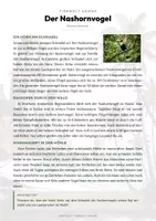 Vorschau - Arbeitsblätter - Nashornvogel Steckbrief – Tiere Asiens | Sachunterricht Grundschule Arbeitsblatt - Seite 1