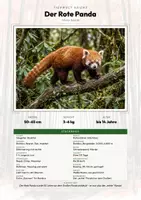 Vorschau - Arbeitsblätter - Roter Panda Steckbrief – Tiere Asiens | Sachunterricht Grundschule Arbeitsblatt - Deckblatt