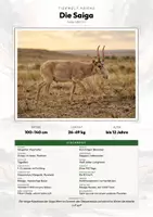 Vorschau - Arbeitsblätter - Tiere Turkmenistan – 5 Steckbriefe – Sachunterricht Grundschule – Materialpaket - Deckblatt
