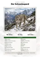 Vorschau - Arbeitsblätter - Schneeleopard Steckbrief – Tiere Asiens | Sachunterricht Grundschule Arbeitsblatt - Deckblatt