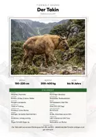 Vorschau - Arbeitsblätter - Takin Steckbrief – Tiere Asiens | Sachunterricht Grundschule Arbeitsblatt - Deckblatt
