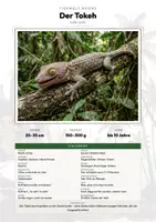 Vorschau - Arbeitsblätter - Tokeh Steckbrief – Tiere Asiens | Sachunterricht Grundschule Arbeitsblatt - Deckblatt