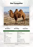 Vorschau - Arbeitsblätter - Trampeltier Steckbrief – Tiere Asiens | Sachunterricht Grundschule Arbeitsblatt - Deckblatt