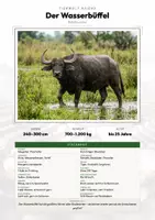 Vorschau - Arbeitsblätter - Tiere Pakistan – 10 Steckbriefe – Sachunterricht Grundschule – Materialpaket - Deckblatt