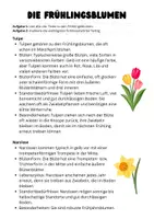 Vorschau - Arbeitsblätter - Frühlingsblumen: Tulpe, Narzisse, Hyazinthe, Primel - Frühblüher - Seite 1