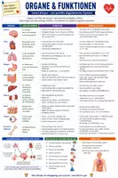 Vorschau - Merkblätter - Organe & Funktionen - Spickzettel & Übersicht Biologie - Seite 1