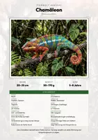 Vorschau - Arbeitsblätter - Chamäleon Steckbrief – Tiere Afrikas | Sachunterricht Grundschule Arbeitsblatt - Deckblatt