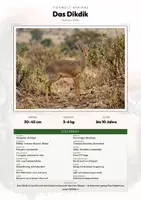 Vorschau - Arbeitsblätter - Dikdik Steckbrief – Tiere Afrikas | Sachunterricht Grundschule Arbeitsblatt - Deckblatt