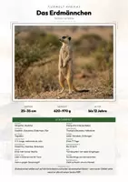 Vorschau - Arbeitsblätter - Erdmännchen Steckbrief – Tiere Afrikas | Sachunterricht Grundschule Arbeitsblatt - Deckblatt