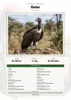 Vorschau - Arbeitsblätter - Geier Steckbrief – Tiere Afrikas | Sachunterricht Grundschule Arbeitsblatt - Deckblatt