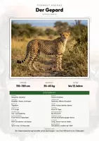 Vorschau - Arbeitsblätter - Gepard Steckbrief – Tiere Afrikas | Sachunterricht Grundschule Arbeitsblatt - Deckblatt