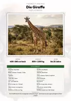 Vorschau - Arbeitsblätter - Giraffe Steckbrief – Tiere Afrikas | Sachunterricht Grundschule Arbeitsblatt - Deckblatt