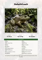 Vorschau - Arbeitsblätter - Goliathfrosch Steckbrief – Tiere Afrikas | Sachunterricht Grundschule Arbeitsblatt - Deckblatt