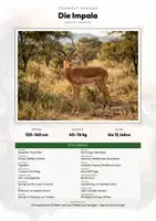 Vorschau - Arbeitsblätter - Tiere Angola – 9 Steckbriefe – Sachunterricht Grundschule – Materialpaket - Deckblatt
