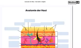 Vorschau - Präsentationen/Tafelbilder - Anatomie der Haut - Interaktive Aufgabe-H5P/Moodle/HTML - Deckblatt