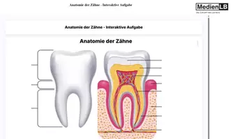 Vorschau - Videos - Anatomie der Zähne - Interaktive Aufgabe-H5P/Moodle/HTML - Deckblatt