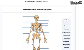 Vorschau - Präsentationen/Tafelbilder - Skelett beschriften - Interaktive Aufgaben-H5P/Moodle/HTML - Deckblatt