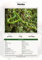 Vorschau - Arbeitsblätter - Mamba Steckbrief – Lesetext, Lückentext, Weltkarte & Arbeitsblatt - Deckblatt