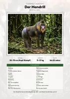 Vorschau - Arbeitsblätter - Mandrill Steckbrief – Lesetext, Lückentext, Weltkarte & Arbeitsblatt - Deckblatt