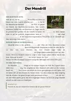 Vorschau - Arbeitsblätter - Mandrill Steckbrief – Lesetext, Lückentext, Weltkarte & Arbeitsblatt - Seite 2