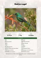 Vorschau - Arbeitsblätter - Nektarvogel Steckbrief – Lesetext, Lückentext, Weltkarte & Arbeitsblatt - Deckblatt