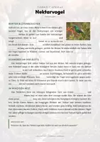 Vorschau - Arbeitsblätter - Nektarvogel Steckbrief – Lesetext, Lückentext, Weltkarte & Arbeitsblatt - Seite 2