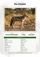 Vorschau - Arbeitsblätter - Tiere der Wüste – 12 Tier-Steckbriefe – Sachunterricht Grundschule – Materialpaket - Deckblatt