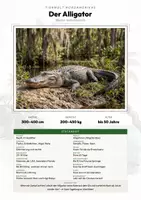 Vorschau - Arbeitsblätter - Alligator Steckbrief – Lesetext, Lückentext, Weltkarte & Arbeitsblatt - Deckblatt
