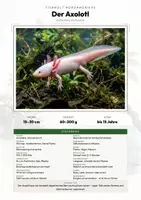 Vorschau - Arbeitsblätter - Axolotl Steckbrief – Lesetext, Lückentext, Weltkarte & Arbeitsblatt - Deckblatt