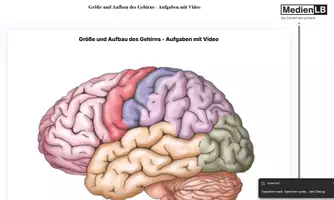 Vorschau - Videos - Größe und Aufbau des Gehirns - mit Video-H5P/Moodle/HTML - Deckblatt