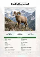 Vorschau - Arbeitsblätter - Tiere im Hochgebirge – 14 Tier-Steckbriefe – Sachunterricht Grundschule – Materialpaket - Seite 1