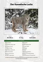 Vorschau - Arbeitsblätter - Kanadischer Luchs Steckbrief – Lesetext, Lückentext, Weltkarte & Arbeitsblatt - Deckblatt