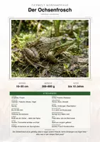 Vorschau - Arbeitsblätter - Ochsenfrosch Steckbrief – Lesetext, Lückentext, Weltkarte & Arbeitsblatt - Deckblatt
