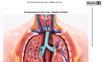 Vorschau - Videos - Der Gasaustausch in der Lunge - Aufgabe+Video-H5P/Moodle - Deckblatt