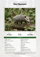 Vorschau - Arbeitsblätter - Opossum Steckbrief – Lesetext, Lückentext, Weltkarte & Arbeitsblatt - Deckblatt