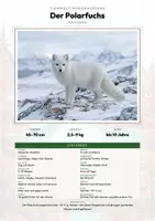 Vorschau - Arbeitsblätter - Polarfuchs Steckbrief – Lesetext, Lückentext, Weltkarte & Arbeitsblatt - Deckblatt