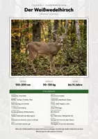 Vorschau - Arbeitsblätter - Tiere Nordamerikas – 49 Tier-Steckbriefe – Sachunterricht Grundschule – Materialpaket - Deckblatt
