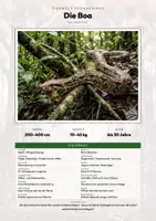 Vorschau - Arbeitsblätter - Boa Steckbrief – Lesetext, Lückentext, Weltkarte & Arbeitsblatt - Deckblatt