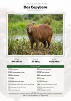 Vorschau - Arbeitsblätter - Capybara Steckbrief – Lesetext, Lückentext, Weltkarte & Arbeitsblatt - Deckblatt